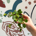 Alsobia dianthiflora - Lace Flower - Welsh Grown - Sprouts of Bristol