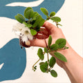 Alsobia dianthiflora - Lace Flower - Welsh Grown - Sprouts of Bristol