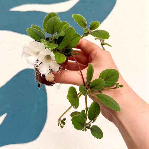 Alsobia dianthiflora - Lace Flower - Welsh Grown - Sprouts of Bristol