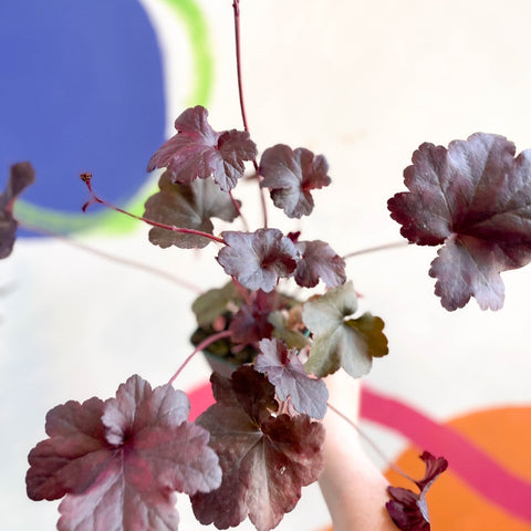 Alum Root - Heuchera 'Obsidian' - Cotswold Grown Perennial - Sprouts of Bristol