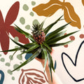 Ananas comosus 'Rosita' - Rose Pineapple Plant - Sprouts of Bristol