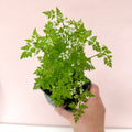 Anthriscus cerefolium - Chervil - British Grown Culinary Herb - Sprouts of Bristol