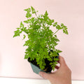 Anthriscus cerefolium - Chervil - British Grown Culinary Herb - Sprouts of Bristol