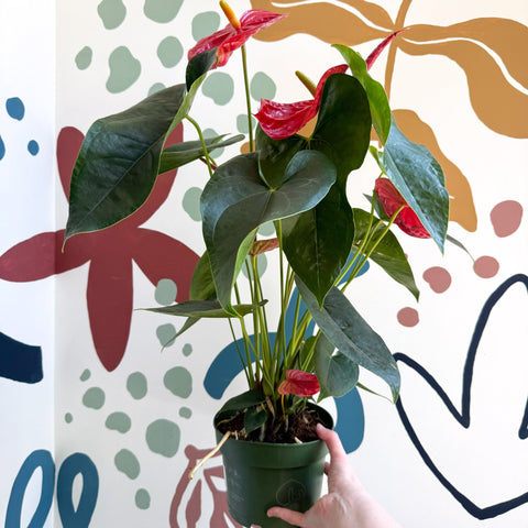 Anthurium andraeanum 'Arebo' - Red Flamingo Flower - Sprouts of Bristol