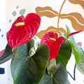 Anthurium andraeanum 'Arebo' - Red Flamingo Flower - Sprouts of Bristol