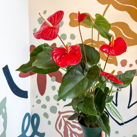 Anthurium andraeanum 'Idaho' - Red Flamingo Flower - Sprouts of Bristol