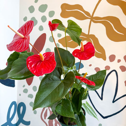 Anthurium andraeanum 'Idaho' - Red Flamingo Flower - Sprouts of Bristol