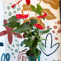 Anthurium andraeanum 'Idaho' - Red Flamingo Flower - Sprouts of Bristol