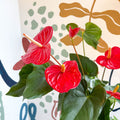 Anthurium andraeanum 'Idaho' - Red Flamingo Flower - Sprouts of Bristol