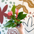 Anthurium andraeanum 'Matata' - Pink Flamingo Flower - Sprouts of Bristol