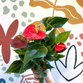 Anthurium andraeanum 'Success Red' - Red Flamingo Flower - Sprouts of Bristol
