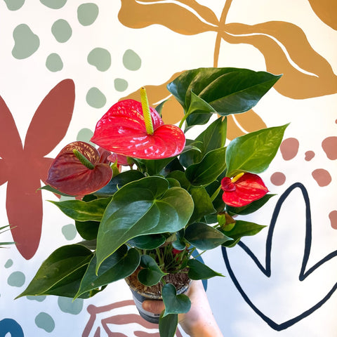 Anthurium andraeanum 'Success Red' - Red Flamingo Flower - Sprouts of Bristol