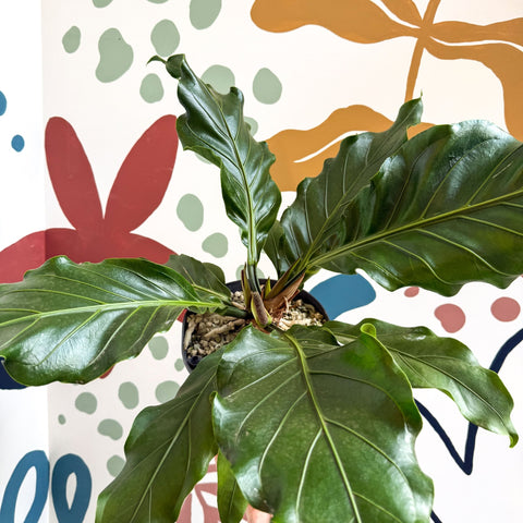 Anthurium crassinervium ‘Karma Birdnest’ - Sprouts of Bristol