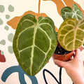 Anthurium forgetii – Velvet Shield Plant - Sprouts of Bristol