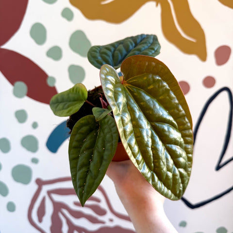 Anthurium luxurians × radicans - Sprouts of Bristol