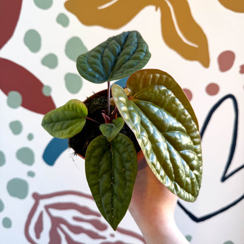 Anthurium luxurians × radicans - Sprouts of Bristol