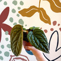 Anthurium luxurians × radicans - Sprouts of Bristol