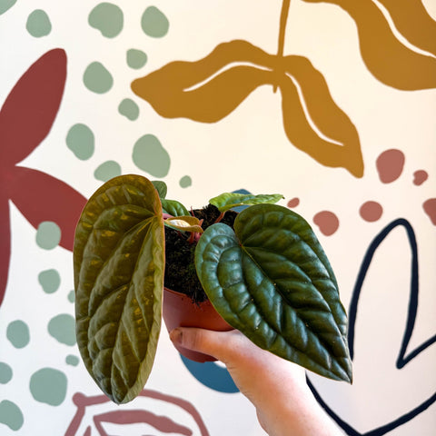 Anthurium luxurians × radicans - Sprouts of Bristol