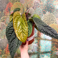 Anthurium luxurians × radicans - Sprouts of Bristol