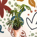 Anthurium polschistum - Sprouts of Bristol