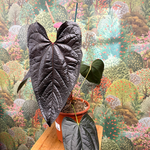 Anthurium ‘Queen of Hearts’ – Velvet Anthurium - Sprouts of Bristol
