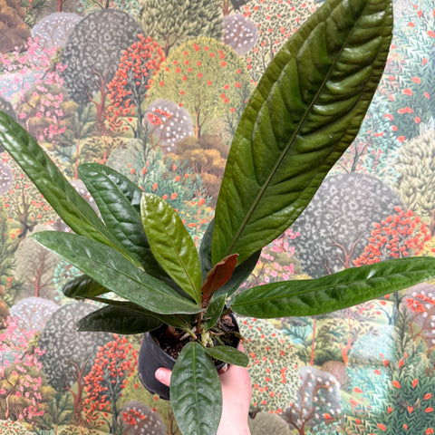 Anthurium superbum - Sprouts of Bristol