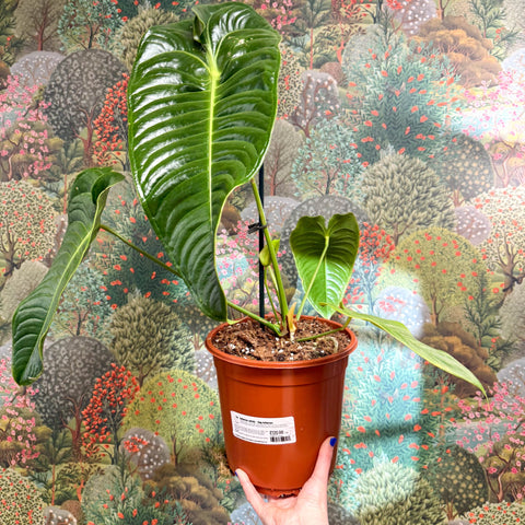 Anthurium veitchii – King Anthurium - Sprouts of Bristol