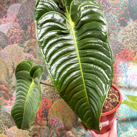 Anthurium veitchii – King Anthurium - Sprouts of Bristol