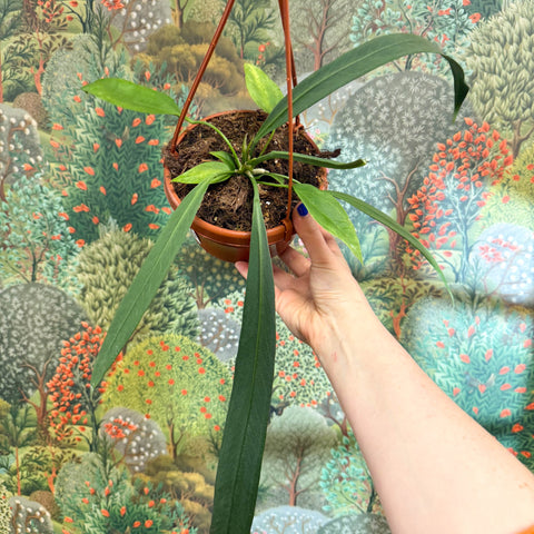Anthurium vittarifolium – Strap Leaf Anthurium - Sprouts of Bristol