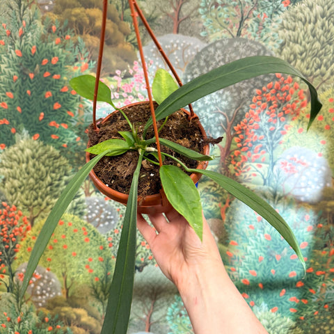 Anthurium vittarifolium – Strap Leaf Anthurium - Sprouts of Bristol