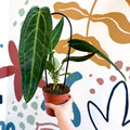 Anthurium warocqueanum - Queen Anthurium - Sprouts of Bristol