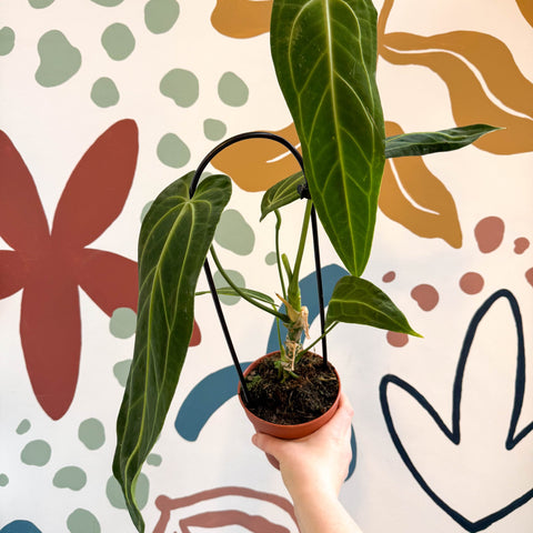 Anthurium warocqueanum - Queen Anthurium - Sprouts of Bristol