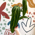 Anthurium warocqueanum - Queen Anthurium - Sprouts of Bristol