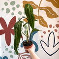 Anthurium warocqueanum - Queen Anthurium - Sprouts of Bristol