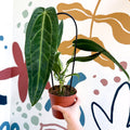 Anthurium warocqueanum - Queen Anthurium - Sprouts of Bristol