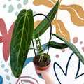 Anthurium warocqueanum - Queen Anthurium - Sprouts of Bristol