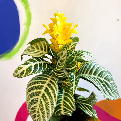 Aphelandra squarrosa 'Dania' - Zebra Plant - Sprouts of Bristol