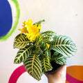 Aphelandra squarrosa 'Dania' - Zebra Plant - Sprouts of Bristol