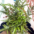 Arachniodes simplicior ‘Variegata’ – East Indian Holly Fern - Sprouts of Bristol