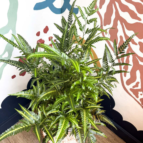 Arachniodes simplicior ‘Variegata’ – East Indian Holly Fern - Sprouts of Bristol