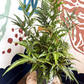 Arachniodes simplicior ‘Variegata’ – East Indian Holly Fern - Sprouts of Bristol