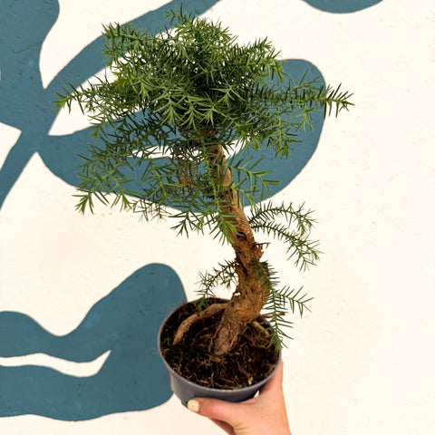Araucaria cunninghamii - Hoop Pine Bonsai - Sprouts of Bristol