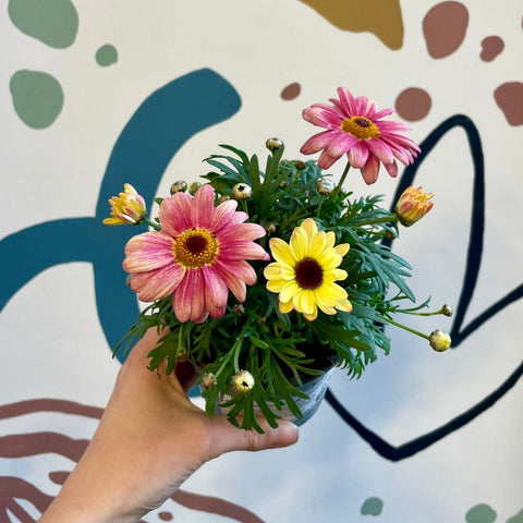 Argyranthemum frutescens 'Apricot' - Marguerite Daisy - Sprouts of Bristol