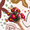 Argyranthemum frutescens 'La Rita Red' - Red Marguerite Daisy - Sprouts of Bristol
