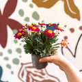 Argyranthemum frutescens 'La Rita Red' - Red Marguerite Daisy - Sprouts of Bristol