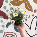 Argyranthemum frutescens 'La Rita White' - White Marguerite Daisy - Sprouts of Bristol