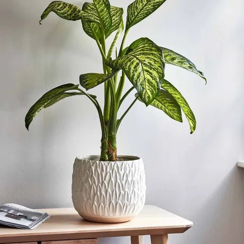 Arles Leaf Embossed Planter in White - Sprouts of Bristol