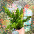 Asparagus densiflorus ‘Meyeri’ – Foxtail Fern - Sprouts of Bristol