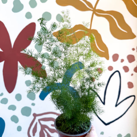 Asparagus umbellatus - Lace Fern - Sprouts of Bristol