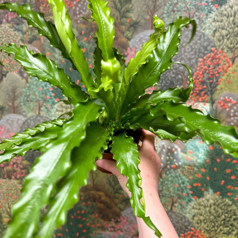 Asplenium antiquum 'Osaka' - Japanese Bird's Nest Fern - Sprouts of Bristol